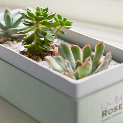 Succulent Gift Box Planters