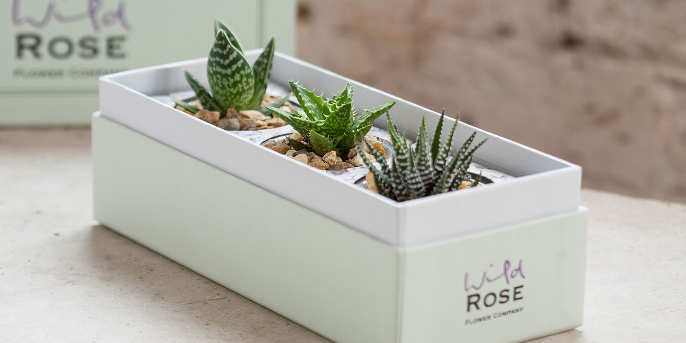 succulent gift boxes by post