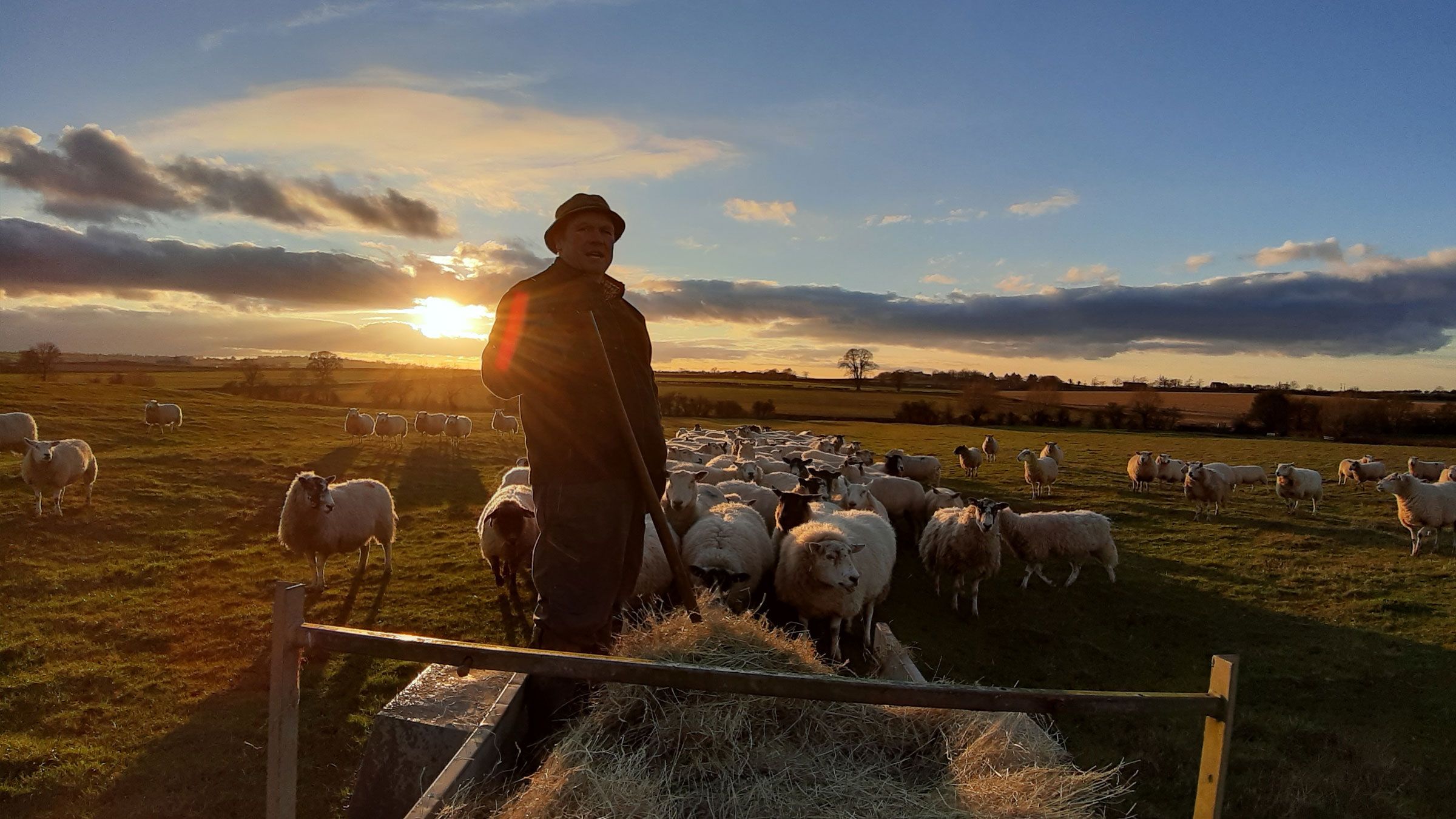 steve tending to the sheep at sun-up