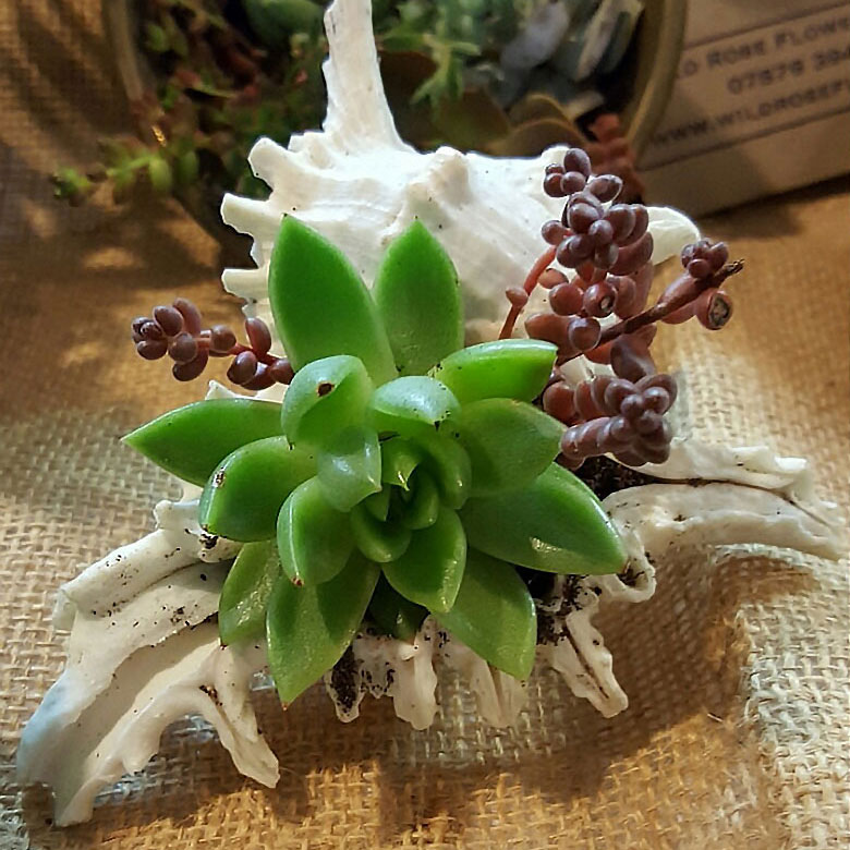 succulent in a shell