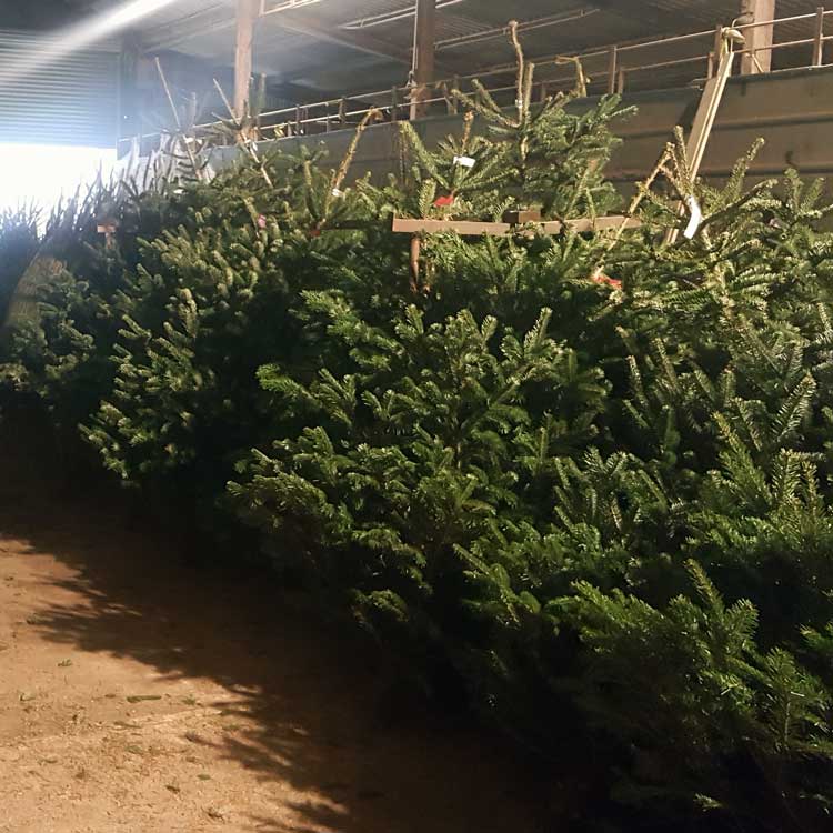 christmas trees at the farm