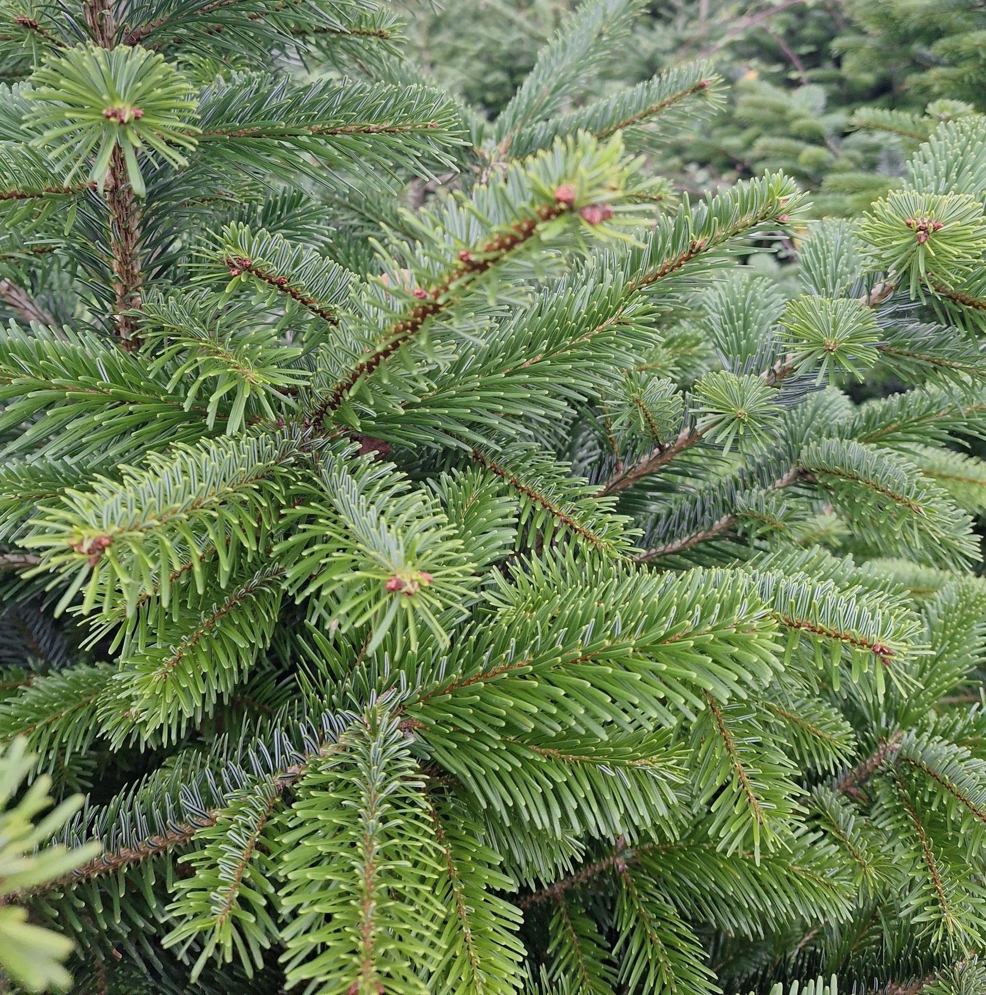 Bundles of Nordmann Fir by the kilo