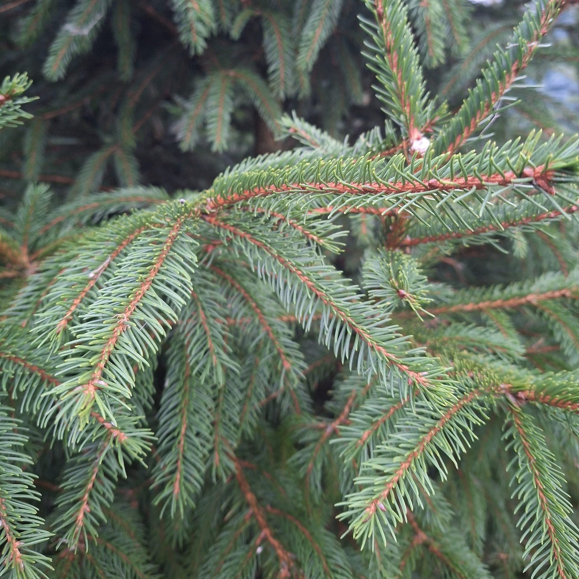 Bundles of Scented Norway Spruce by the kilo