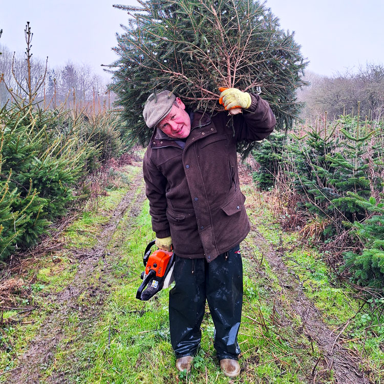 Steve harvesting Christmas trees